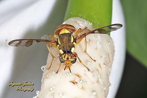 Breadfruit fly, Bactrocera umbrosa (Fabricius)  Bactrocera umbrosa,Geotagged,Indonesia,Spring