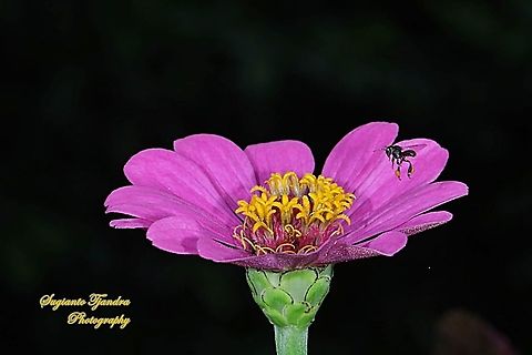 A Stingless Honey Bee (Meliponini) looking for nectar on the Zinnia Flower  Geotagged,Indonesia,Spring