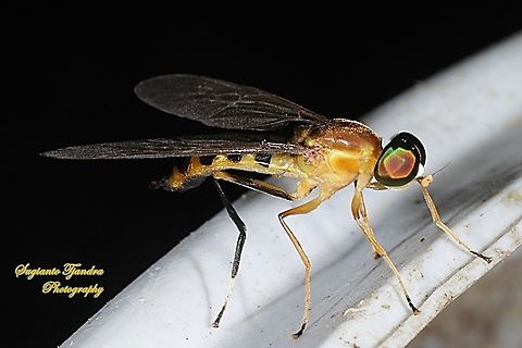 Yellow Soldier fly, Ptecticus elongatus (Stratiomyidae)  Geotagged,Indonesia,Ptecticus elongatus,Spring