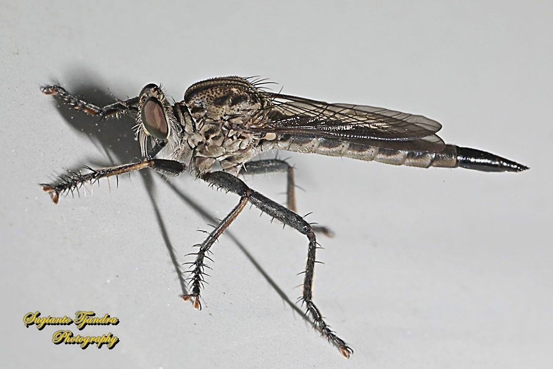 Black Robber fly, Asilidae  Geotagged,Indonesia,Spring