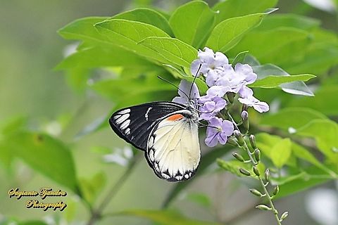 The Jezebel butterfly, Delias belisama belisama sucking nectar on the Sinyo nakal flower (Duranta erecta L.)  Delias belisama,Geotagged,Indonesia,Spring