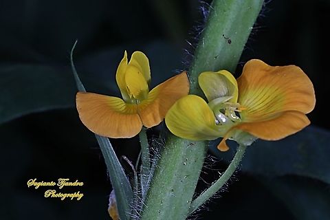 Peanut flower, Arachis hypogaea  Arachis hypogaea,Geotagged,Indonesia,Peanut,Spring