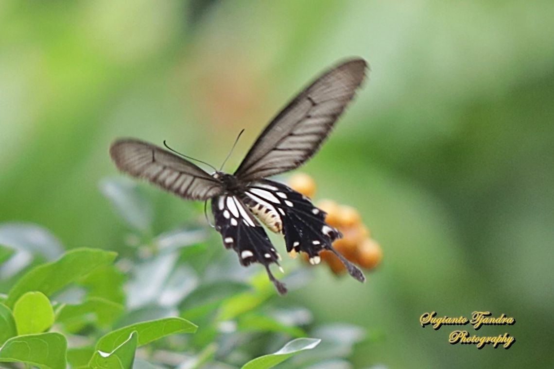 The common clubtail Butterfly, Losaria coon coon, (Papilionidae) - "flying"  Geotagged,Indonesia,Losaria coon,Spring