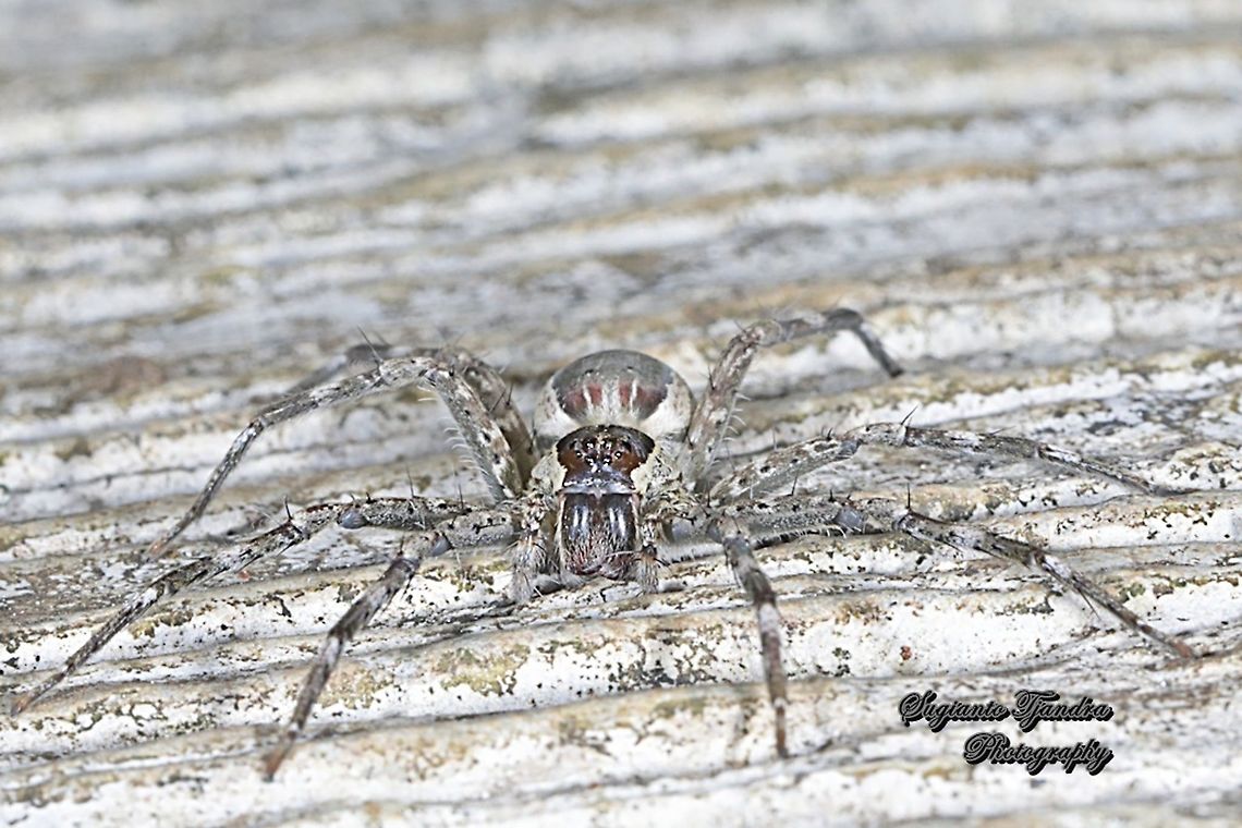 Nursery web spiders, Pisauridae Sp  Geotagged,Indonesia,Spring