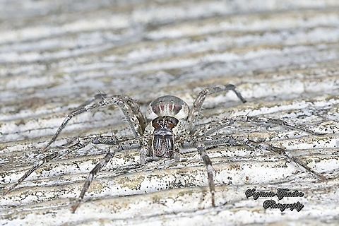 Nursery web spiders, Pisauridae Sp  Geotagged,Indonesia,Spring