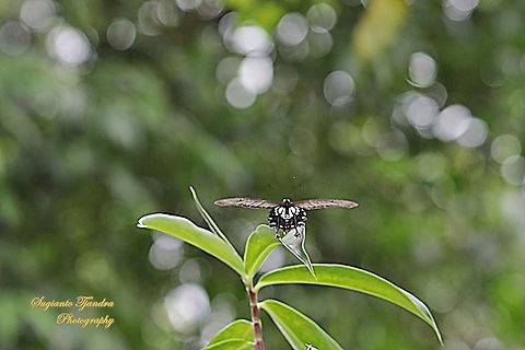 The common clubtail Butterfly, Losaria coon coon, (Papilionidae)  Geotagged,Indonesia,Losaria coon,Spring