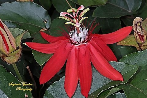 A Stingless Honey Bee (Meliponini) looking for nectar on the Crimson Passion Flower, PassifloraVitifolia (Passifloraceae)  Crimson passion flower,Geotagged,Indonesia,Passiflora vitifolia,Spring