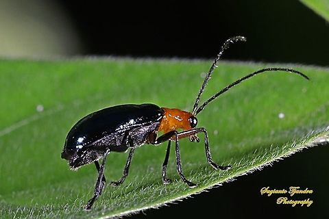 Orange-blue narrow-necked leaf beetle, criocerinae lema, family chrysomelidae  Geotagged,Indonesia,Spring