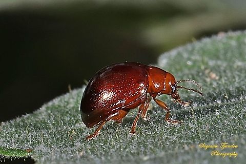 Reddish Brown Leaf Beetle - Dicranosterna Sp. Subfamily Chrysomelinae, Chrysomelidae  Geotagged,Indonesia,Spring