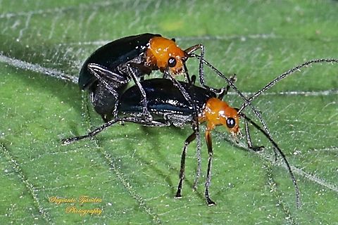 Orange-blue narrow-necked leaf beetle, criocerinae lema, family chrysomelidae - mating  Geotagged,Indonesia,Spring