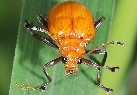 Orange leaf beetle, Chrysomelidae  Geotagged,Indonesia,Spring