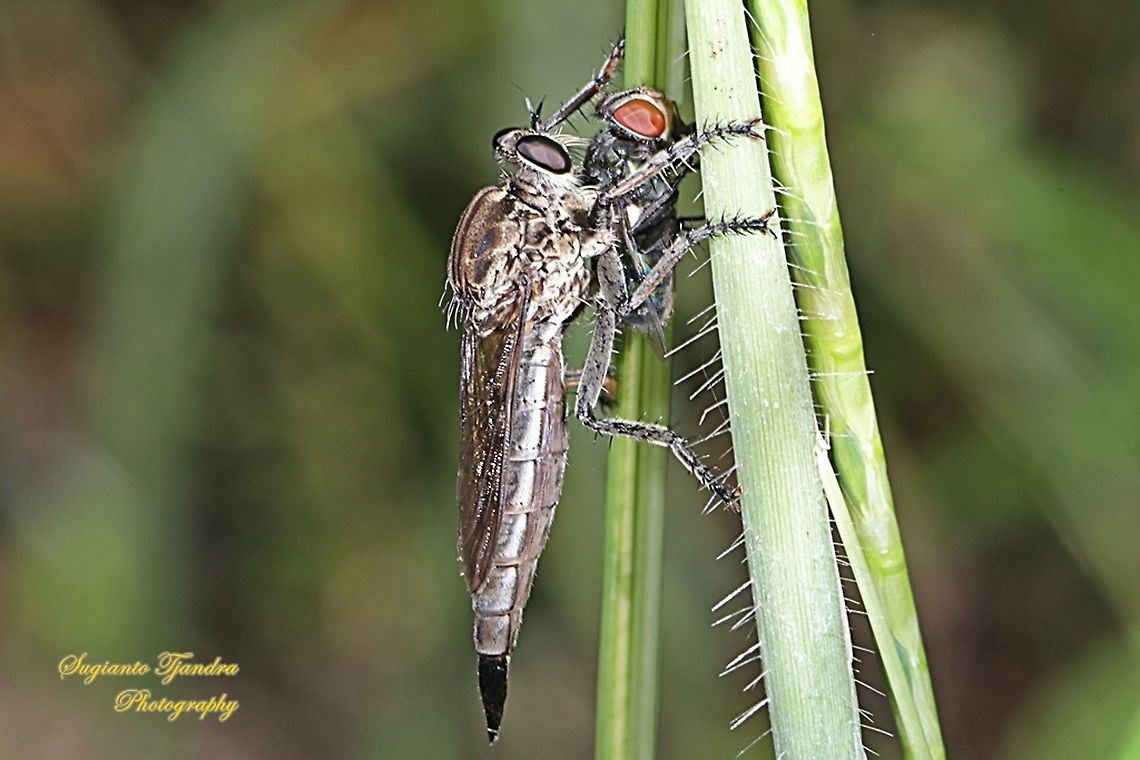 Black Robber fly, Asilidae w/prey (Common green bottle fly - Lucilia sericata)  Geotagged,Indonesia,Spring