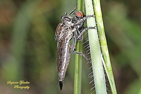 Black Robber fly, Asilidae w/prey (Common green bottle fly - Lucilia sericata)  Geotagged,Indonesia,Spring