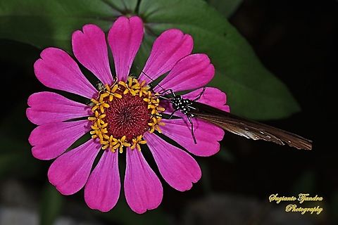 Climena Crow Butterfly, Euploea climena sepulehralis sucking nectar on the Pink Zinnia flower  Euploea climena,Geotagged,Indonesia,Spring