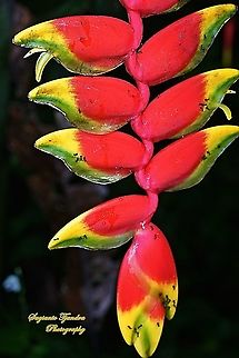 Hanging lobster claw flower, Heliconia rostrata  Geotagged,Heliconia rostrata,Indonesia,Lobster Claw,Spring