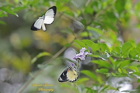 A Jezebel butterfly, Delias belisama belisama sucking nectar on the Sinyo nakal flower (Duranta erecta L.) whilst another Jezebel butterfly is flying over.  Delias belisama,Geotagged,Indonesia,Spring