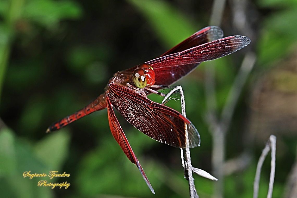 Red-winged Dragonfly (Neurothemis terminata)  Geotagged,Indonesia,Neurothemis terminata,Spring