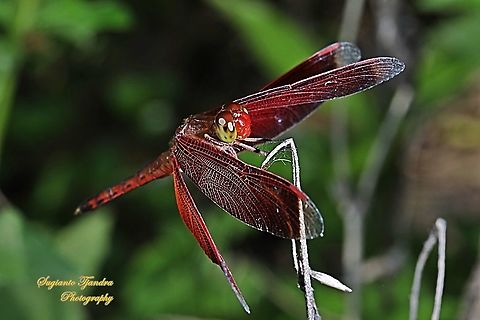 Red-winged Dragonfly (Neurothemis terminata)  Geotagged,Indonesia,Neurothemis terminata,Spring