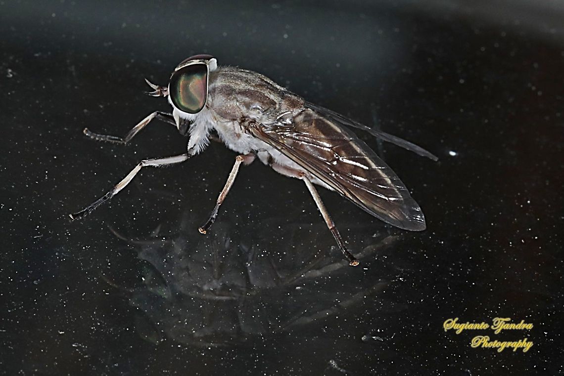Horse fly, Tabanus Sp., Tabanidae  Geotagged,Indonesia,Spring