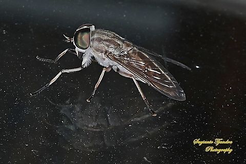Horse fly, Tabanus Sp., Tabanidae  Geotagged,Indonesia,Spring