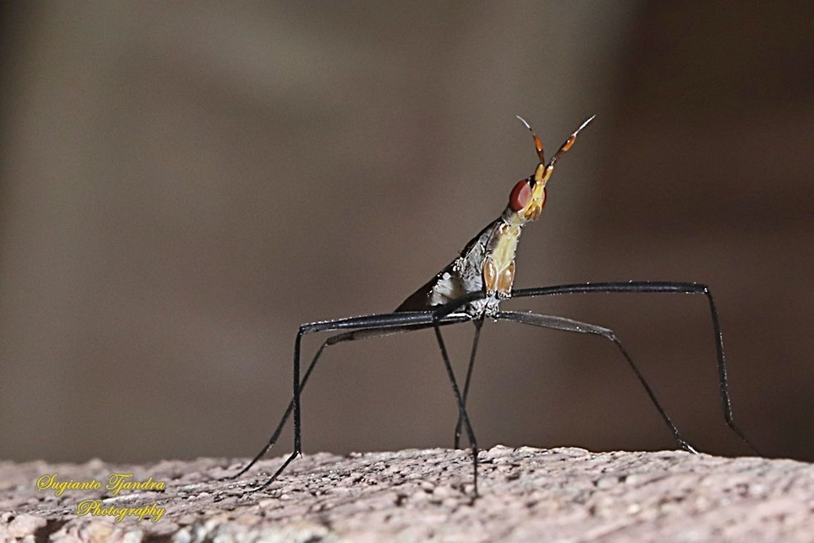 Banana Stalk fly, Neriidae  Geotagged,Indonesia,Spring