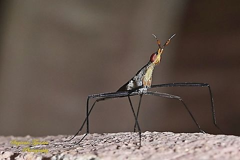 Banana Stalk fly, Neriidae  Geotagged,Indonesia,Spring