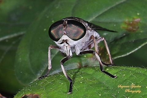 Horse fly, Tabanus Sp, Tabanidae  Geotagged,Indonesia,Spring