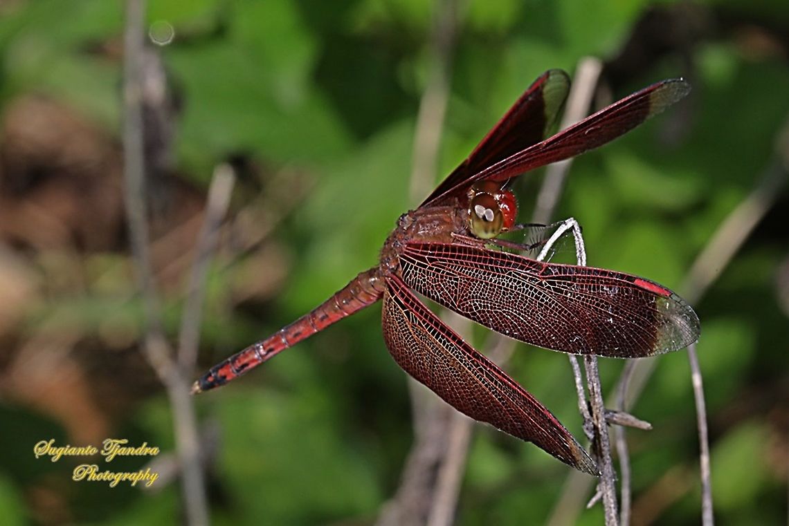 Red-winged Dragonfly (Neurothemis terminata)  Geotagged,Indonesia,Neurothemis terminata,Spring