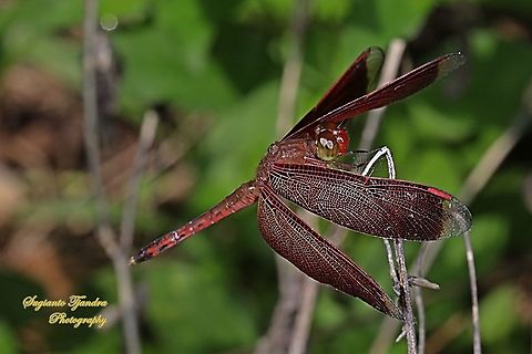 Red-winged Dragonfly (Neurothemis terminata)  Geotagged,Indonesia,Neurothemis terminata,Spring