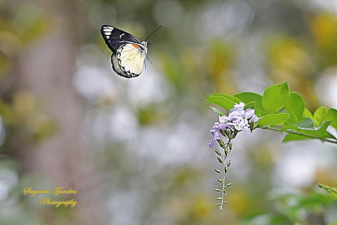 The Jezebel butterfly, Delias belisama belisama - "flying"  Delias belisama,Geotagged,Indonesia,Spring