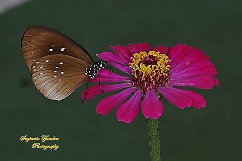 Climena Crow Butterfly, Euploea climena sepulehralis sucking nectar on the Zinnia flower  Euploea climena,Geotagged,Indonesia,Spring