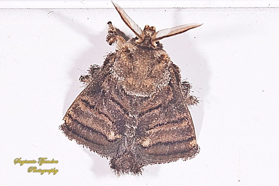 Cup Moth, Orthocraspeda furva, Limacodidae  Geotagged,Indonesia,Orthocraspeda furva,Spring