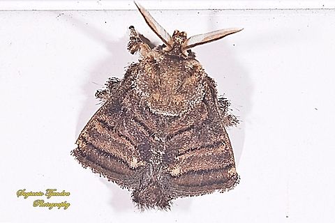 Cup Moth, Orthocraspeda furva, Limacodidae  Geotagged,Indonesia,Orthocraspeda furva,Spring