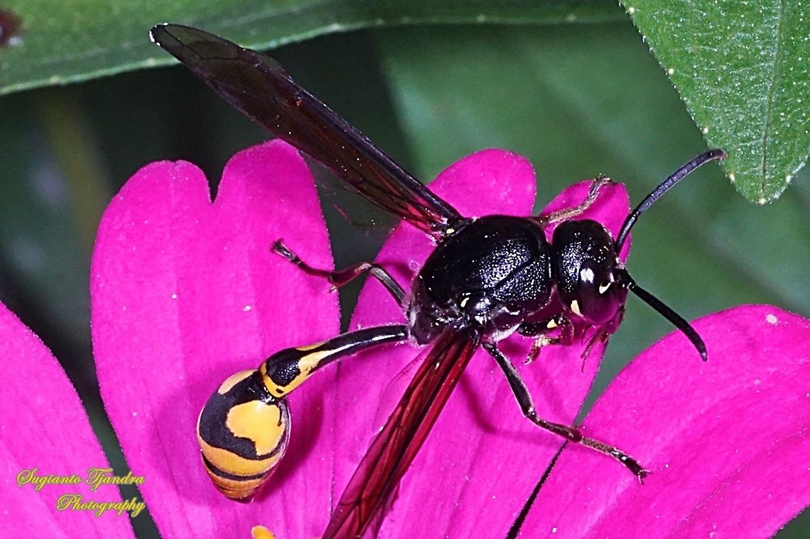 Tiger Potter Wasp, Vespidae  Geotagged,Indonesia,Spring