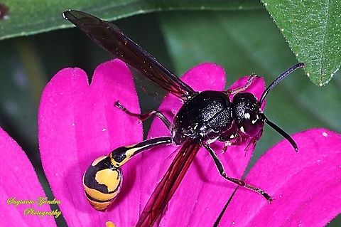 Tiger Potter Wasp, Vespidae  Geotagged,Indonesia,Spring