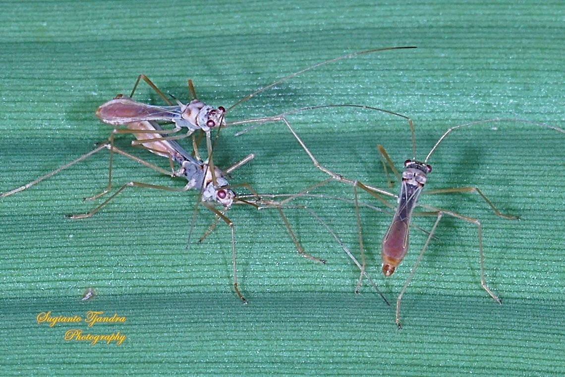 Walang kongkang/Sugarcane bug, Phaenacantha saccharicida, family Colobathristidae  Geotagged,Indonesia,Phaenacantha saccharicida,Spring,Sugarcane red bug