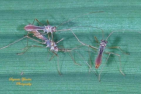 Walang kongkang/Sugarcane bug, Phaenacantha saccharicida, family Colobathristidae  Geotagged,Indonesia,Phaenacantha saccharicida,Spring,Sugarcane red bug