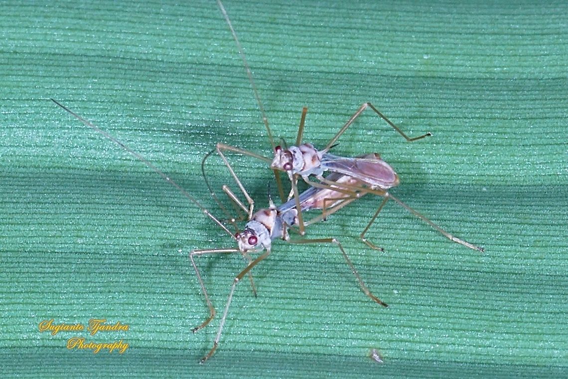 Walang kongkang/Sugarcane bug, Phaenacantha saccharicida, family Colobathristidae - "mating"  Geotagged,Indonesia,Phaenacantha saccharicida,Spring,Sugarcane red bug