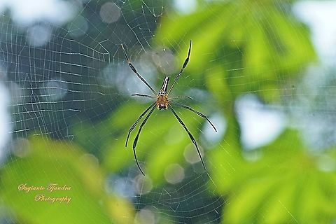 Golden orb-web spider, Nephila Pilipes  Geotagged,Indonesia,Nephila pilipes,Spring