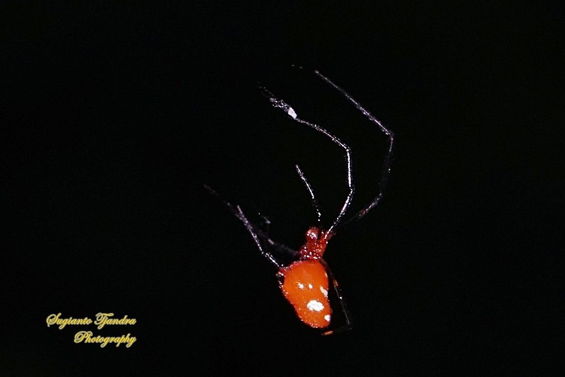 The red and silver dewdrop spider, Argyrodes flavescens  Argyrodes flavescens,Geotagged,Indonesia,Red and silver dewdrop spider,Spring