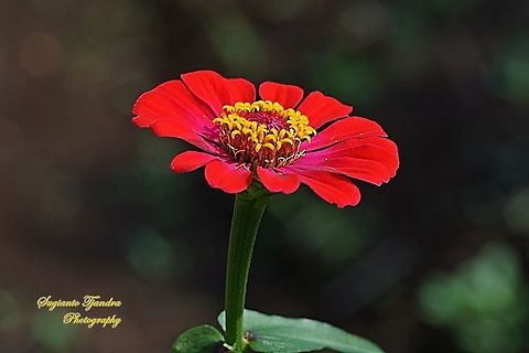 Zinnia flower  Geotagged,Indonesia,Spring