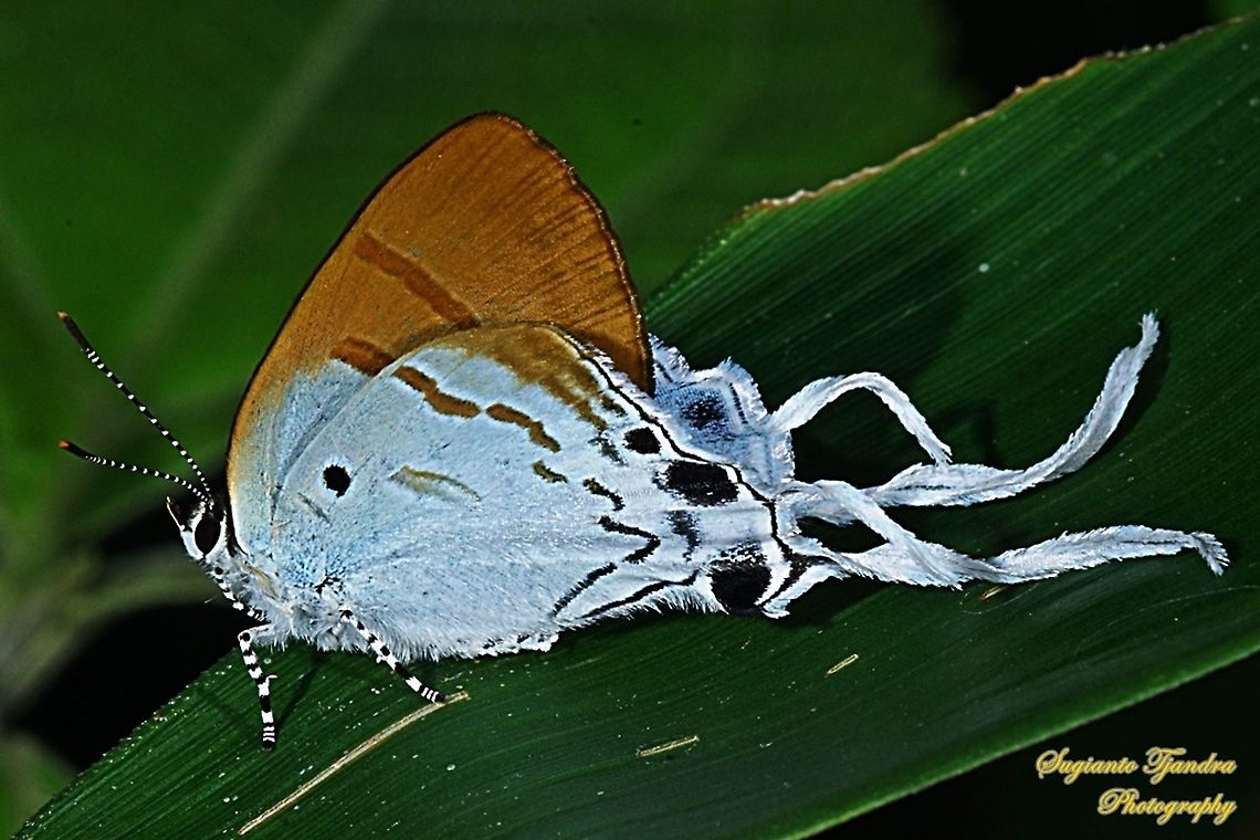 The Fluffy Tit butterfly, Zeltus amasa pompaedius  Fluffy tit,Geotagged,Indonesia,Spring,Zeltus amasa