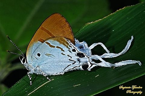 The Fluffy Tit butterfly, Zeltus amasa pompaedius  Fluffy tit,Geotagged,Indonesia,Spring,Zeltus amasa