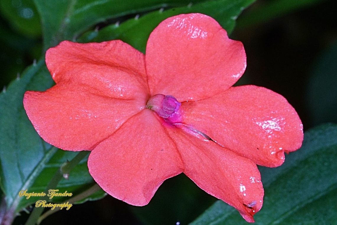 Impatiens flowers, Impatiens walleriana  Busy Lizzy,Geotagged,Impatiens walleriana,Indonesia,Spring