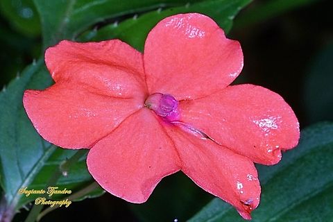 Impatiens flowers, Impatiens walleriana  Busy Lizzy,Geotagged,Impatiens walleriana,Indonesia,Spring
