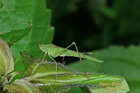 Fork-tailed Bush Katydid, Tettigoniidae  Geotagged,Indonesia,Spring