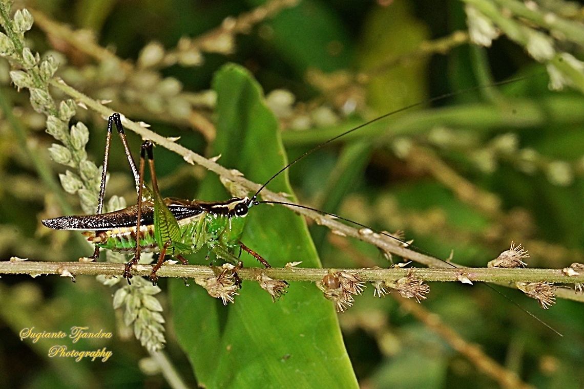 The Bush Cricket, long-winged conehead, Conocephalus fuscus (???),family Tettigoniidae  Geotagged,Indonesia,Spring