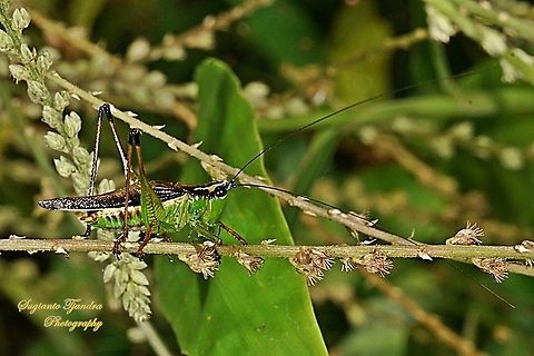 The Bush Cricket, long-winged conehead, Conocephalus fuscus (???),family Tettigoniidae  Geotagged,Indonesia,Spring
