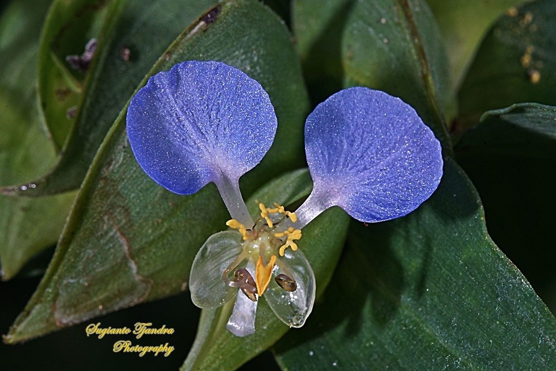 The Asiatic dayflower, Commelina communis  Asiatic dayflower,Commelina communis,Geotagged,Indonesia,Spring