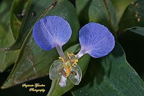 The Asiatic dayflower, Commelina communis  Asiatic dayflower,Commelina communis,Geotagged,Indonesia,Spring